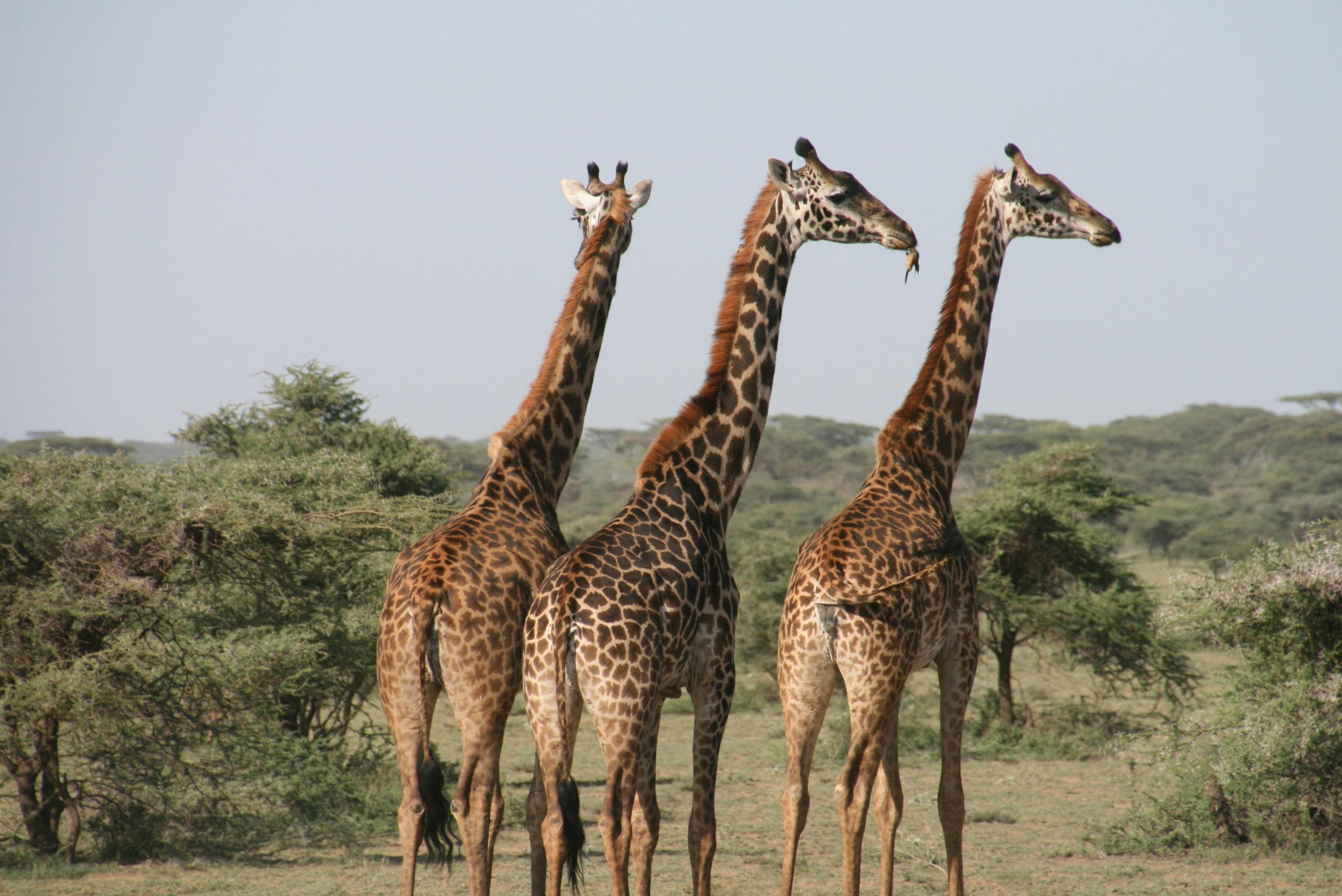 Discover the Magic of Safari in Kenya: A Journey into the Heart of Africa