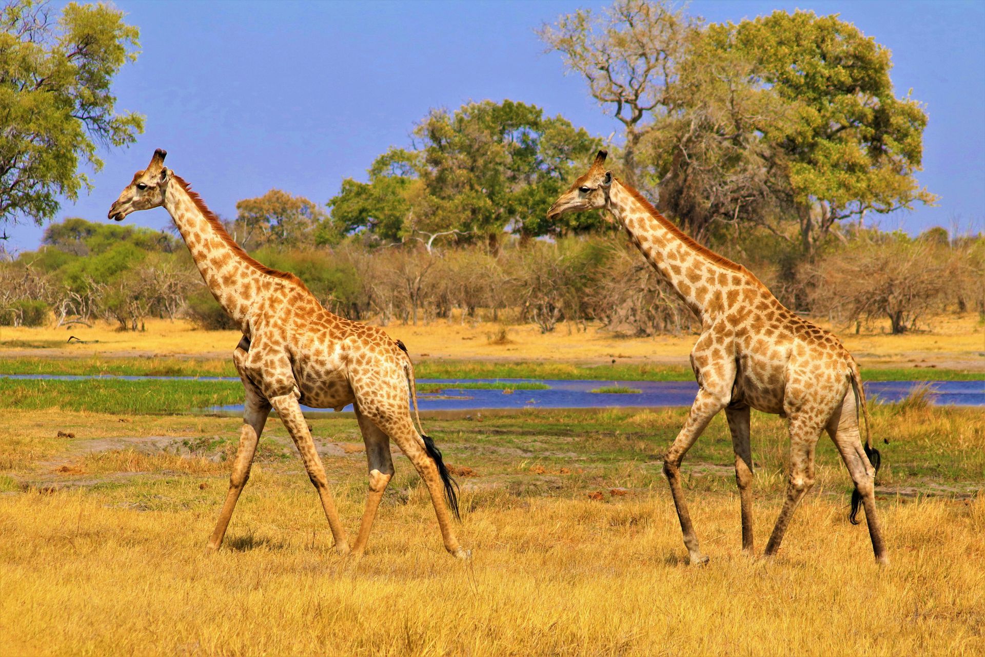 Botswana