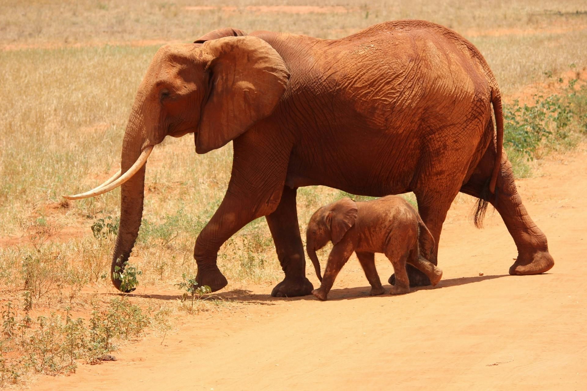 Kenya — Spoken Languages