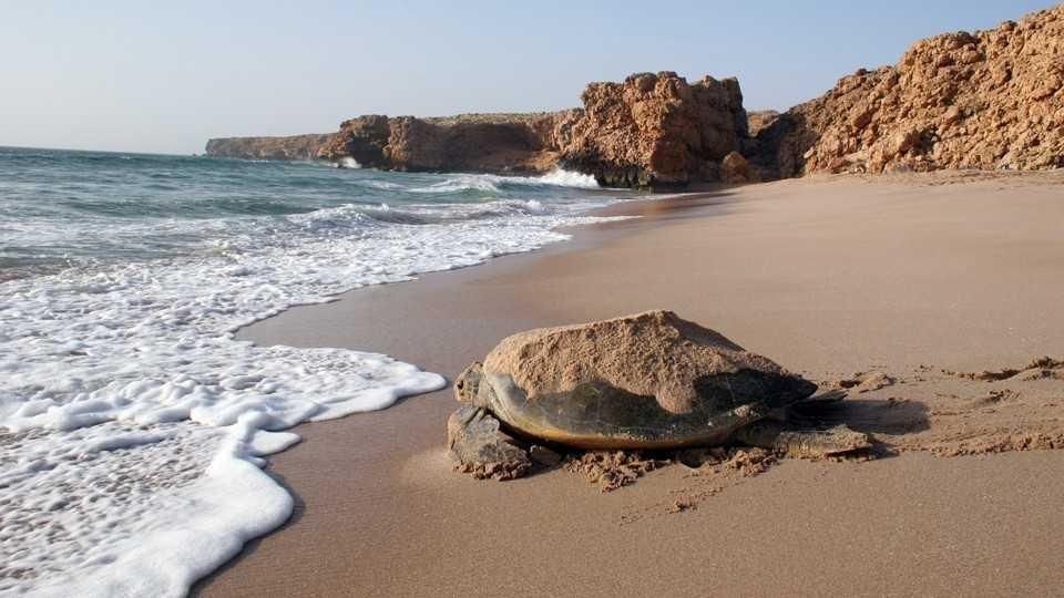 Desert & Turtles of Oman