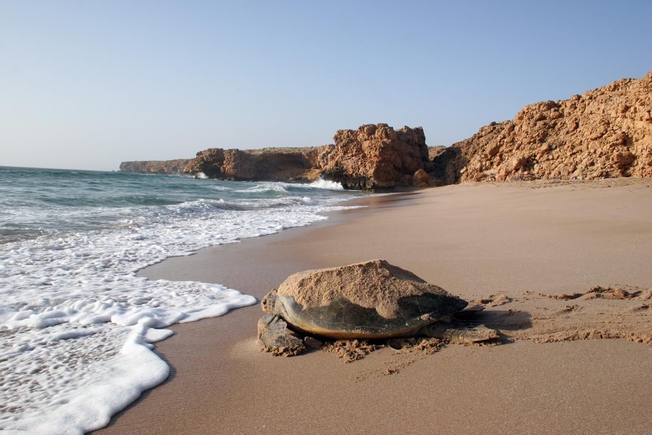 Desert & Turtles of Oman